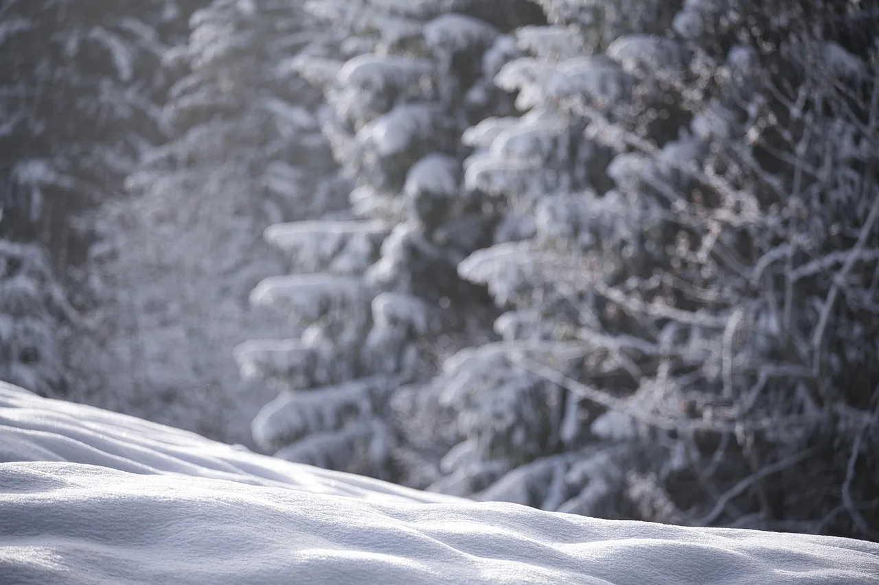 snow, winter, wintry, new zealand, nature, powder snow, winter landscape, cold, winter forest, landscape. Winterizing portable restrooms from Anchorage to Chicago