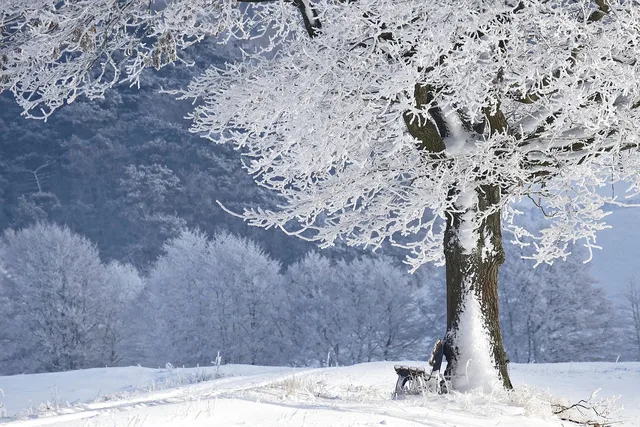 winter, tree, bank, nature, snow, winter landscape, forest, snow landscape, winter magic, frost, frozen, winter dream, wintry, snowy, winter, winter, winter, winter, winter, snow, snow. Winterizing Portable Restrooms in Canada: Cold-Weather Chemicals and Tank Heaters